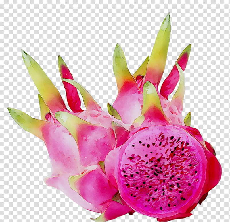 Pink Flower, Pitaya, Plant, Dragonfruit, Pitahaya, Costa Rican Pitahaya, Petal, Cactus transparent background PNG clipart