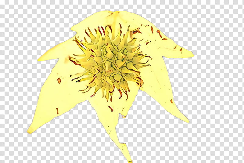 sunflower, Yellow, Plant, Petal, Wildflower, Dandelion transparent background PNG clipart