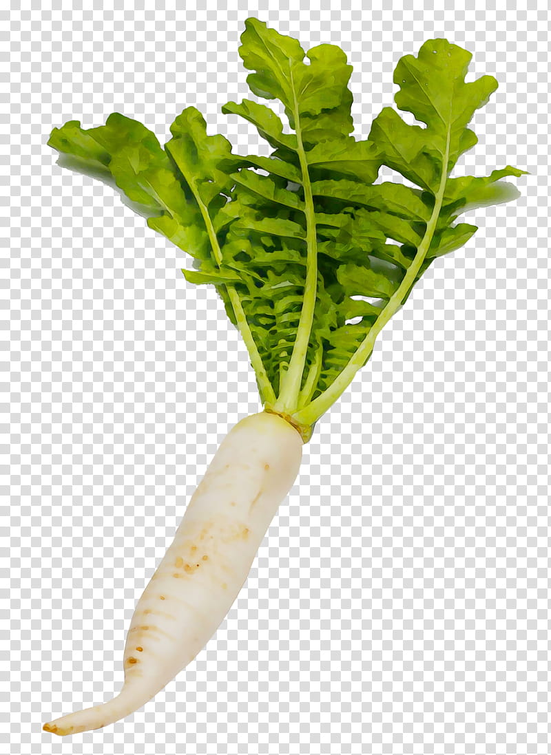 Spring, Chard, Garden Radish, Daikon, Vegetable, Turnip, Turnip Greens, Spring Greens transparent background PNG clipart