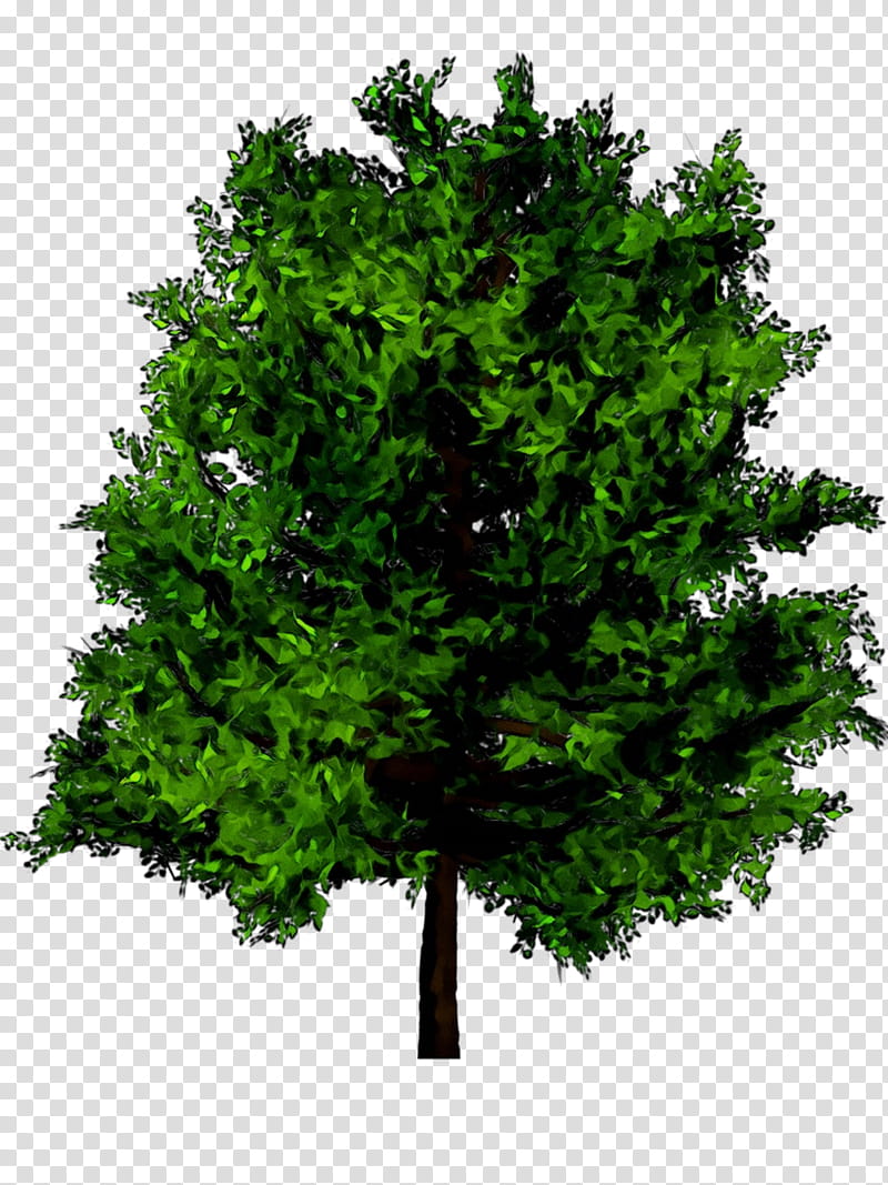 Oak Tree Leaf, Branch, Crown, Trunk, Root, Shrub, Arboriculture, Pruning transparent background PNG clipart
