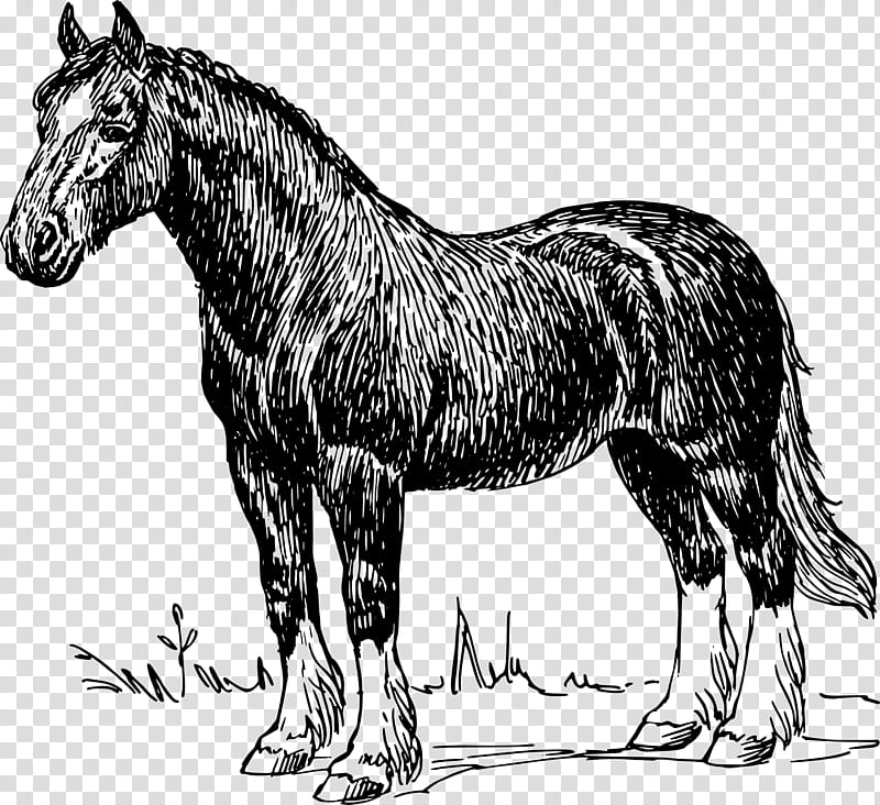 Hair, Shire Horse, Clydesdale Horse, Percheron, Stallion, Draft Horse, Tennessee Walking Horse, Gypsy Horse transparent background PNG clipart