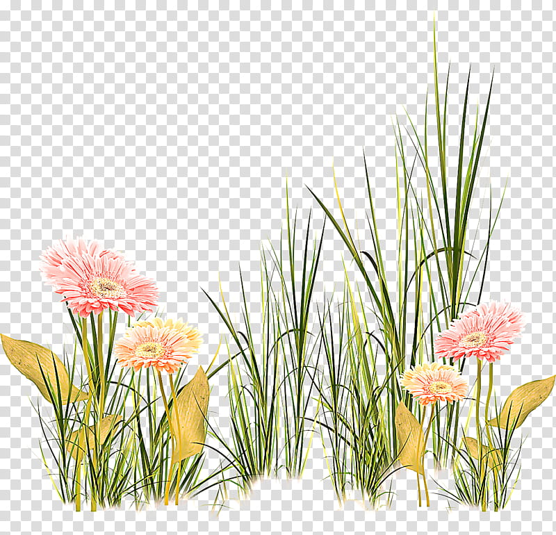 flower plant grass flowering plant grass family, Meadow, Wildflower, Gladiolus transparent background PNG clipart