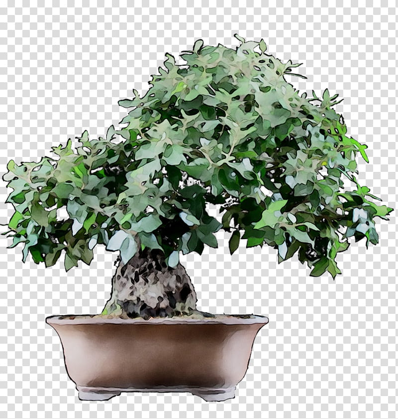 Ivy, Chinese Sweet Plum, Tree, Flowerpot, Houseplant, Bonsai, Sageretia Theezans, Woody Plant transparent background PNG clipart