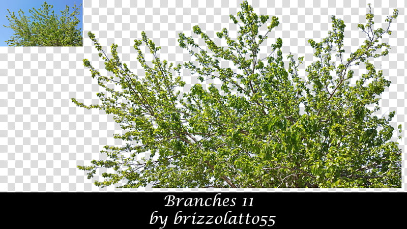 Branches , green bush transparent background PNG clipart
