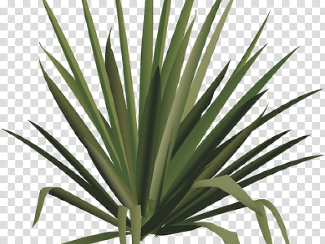 Palm Tree Drawing, Shrub, Plants, Spineless Yucca, Adams Needle, Cactus, Agave, Flower transparent background PNG clipart
