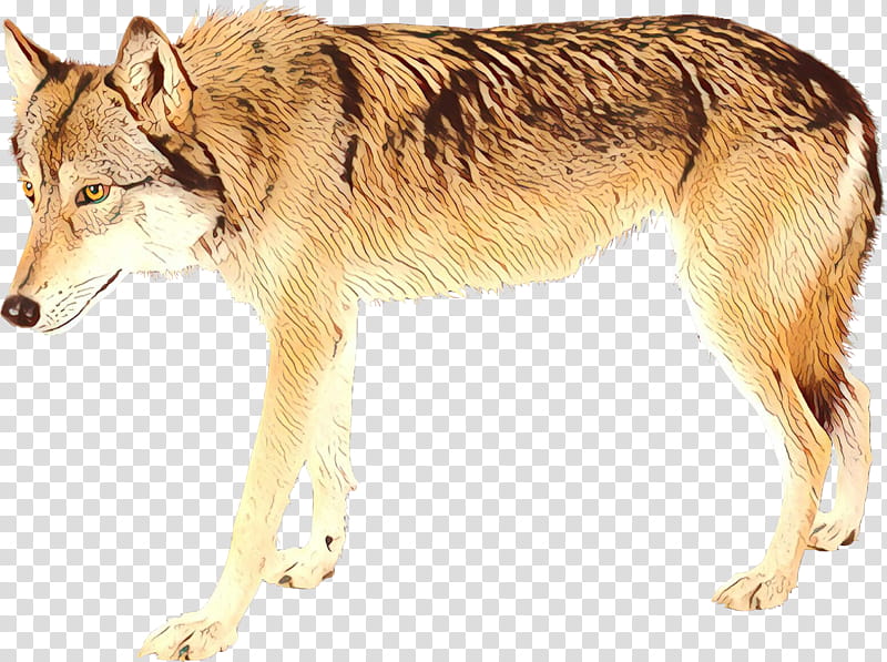 Wolf, Saarloos Wolfdog, Czechoslovakian Wolfdog, Tamaskan Dog, Seppala Siberian Sleddog, Siberian Husky, Coyote, American Indian Dog transparent background PNG clipart