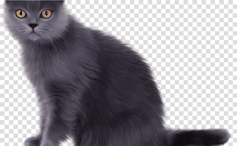 Kitten, Chartreux, Persian Cat, British Shorthair, Exotic Shorthair, American Shorthair, Black Cat, Pet transparent background PNG clipart