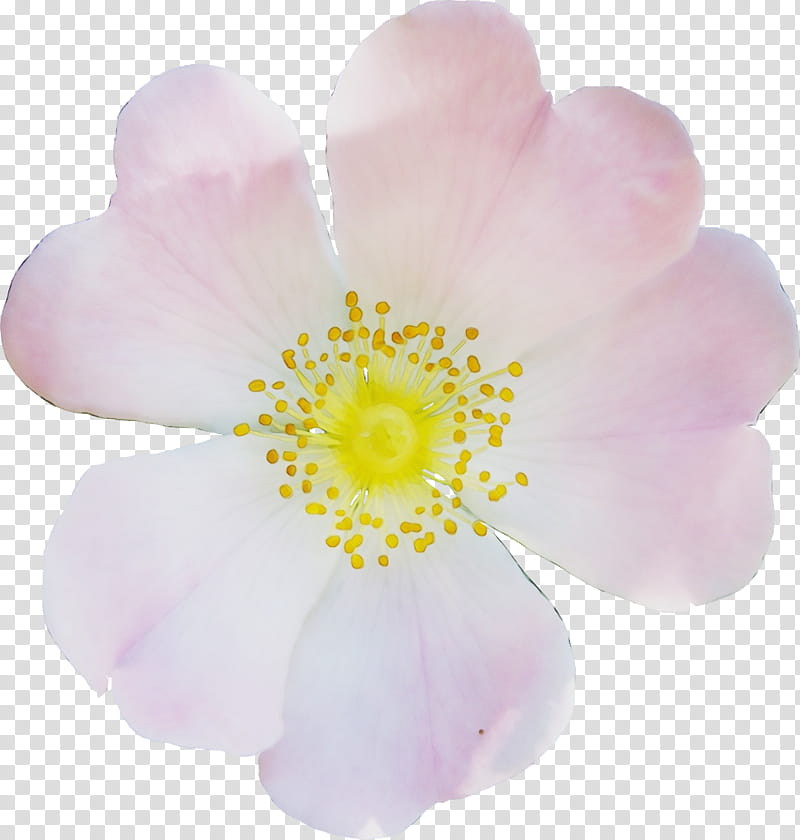 Pink Flower, Pink M, Petal, Plant, Rosa Rubiginosa, Wildflower, Anemone, Perennial Plant transparent background PNG clipart