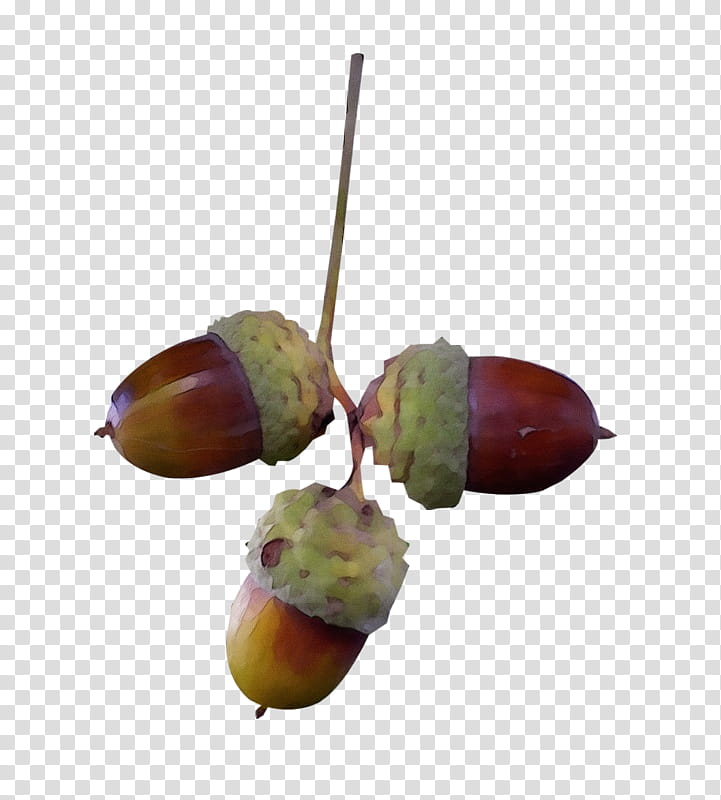 plant tree acorn nut chestnut, Watercolor, Paint, Wet Ink transparent background PNG clipart