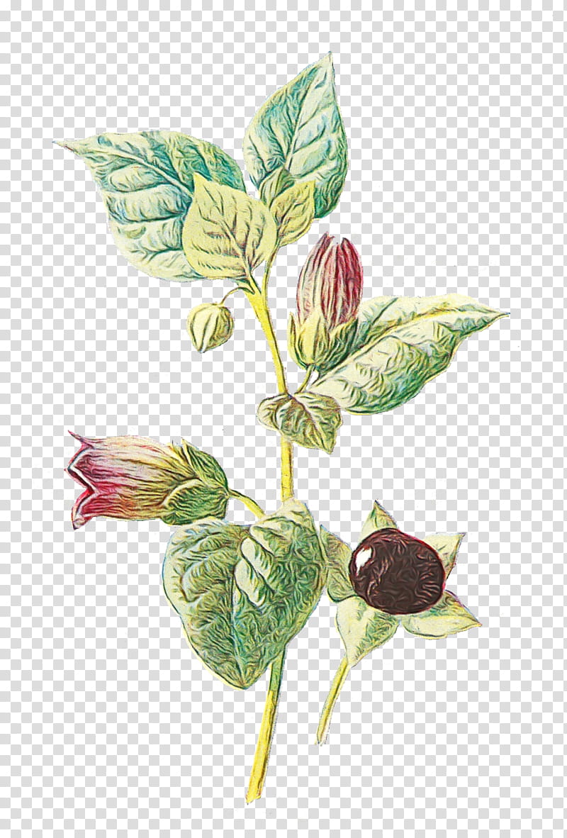 Belladonna Medicinal plants Bittersweet Asphodelus albus, Watercolor, Paint, Wet Ink, Flower, Atropa, Nightshade, Leaf transparent background PNG clipart