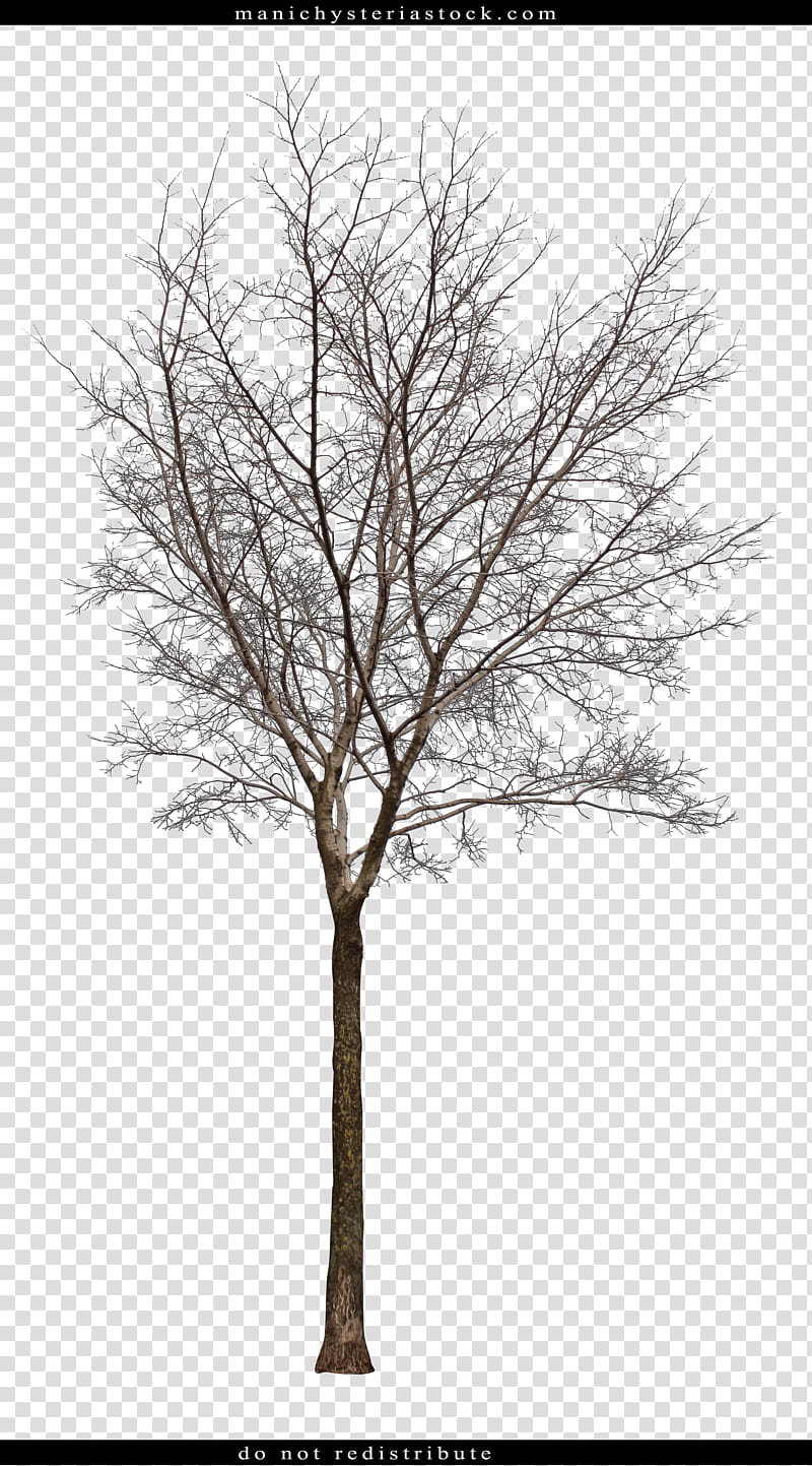 Bare Tree Cut Out, bare tree screenshot transparent background PNG clipart