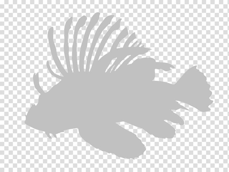 Tree Silhouette, Red Lionfish, Ais Indonesia, Fairfield, Login, Invasive Species, Password, Email transparent background PNG clipart