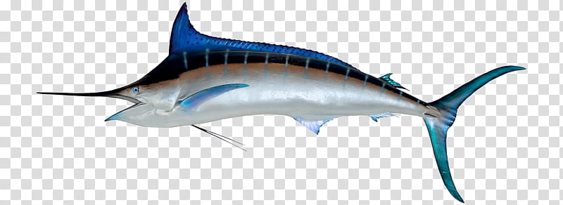 Shark Fin, Fish, Swordfish, Marlin, Marlin Fishing, Atlantic Blue Marlin, Billfish, Tuna transparent background PNG clipart
