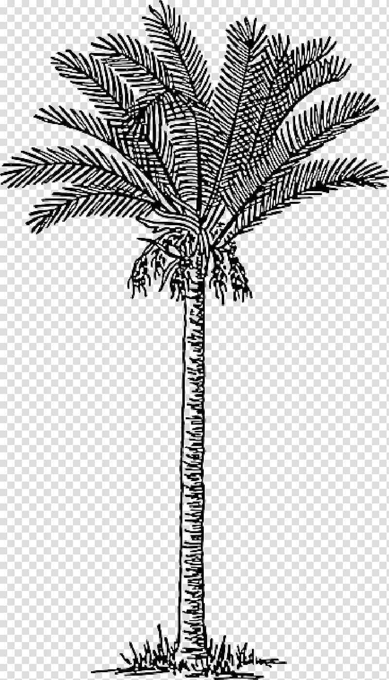 Coconut Tree Drawing, Palm Trees, Date Palm, Frond, Trunk, Wodyetia, Plant, Arecales transparent background PNG clipart