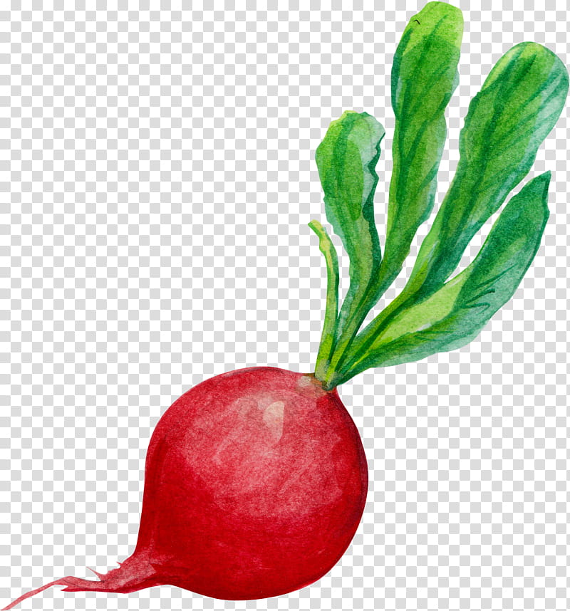 Watercolor Flower, Watercolor Painting, Carrot, Drawing, Radish, Vegetable, Greens, Beetroot transparent background PNG clipart