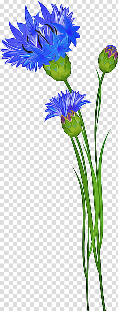 Flowers, Cornflower, Wildflower, Petal, Plants, Watercolor Painting, Drawing, Knapweeds transparent background PNG clipart