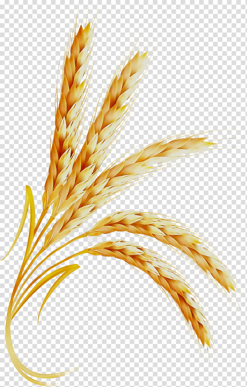 Baby, Emmer, Cereal, Grain, Common Wheat, Whole Grain, Einkorn Wheat, Ear transparent background PNG clipart