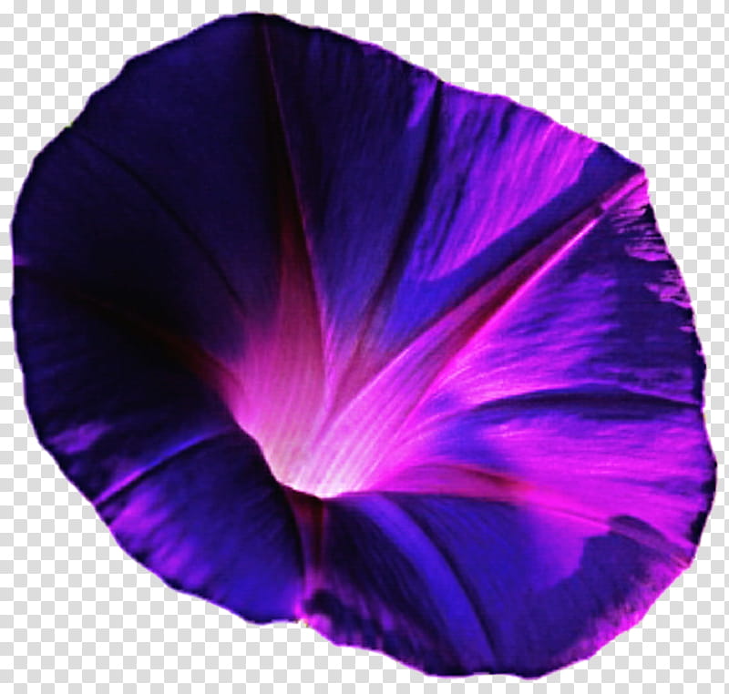 Purple Morning Glory transparent background PNG clipart