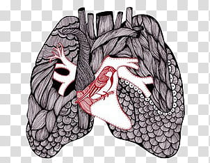 Anatomy v , human lungs painting transparent background PNG clipart