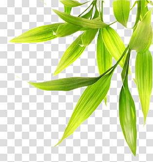 Nature s, green linear plant transparent background PNG clipart
