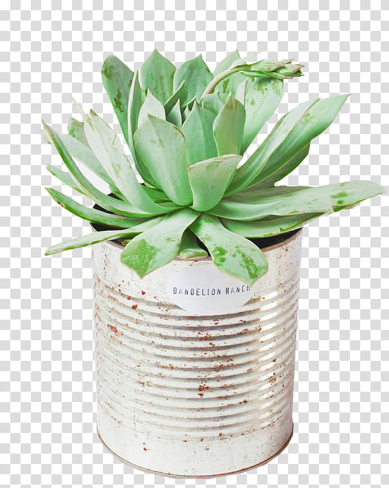 , green leaf plant in white ceramic pot transparent background PNG clipart