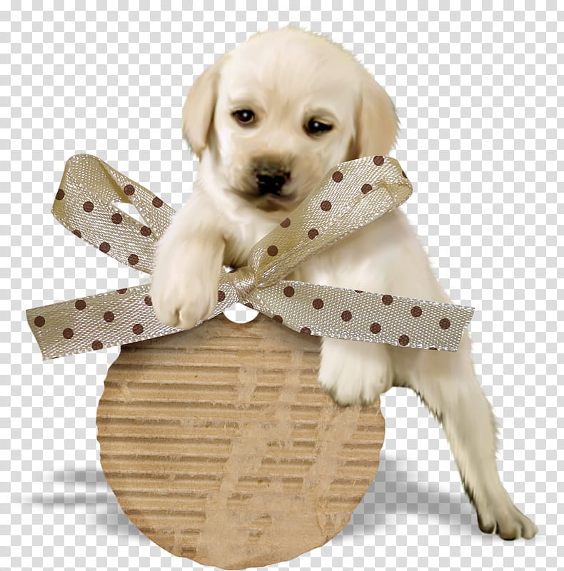 Golden Retriever, Labrador Retriever, Poodle, Puppy, Toy Poodle, Companion Dog, Dog Toys, Assistance Dog transparent background PNG clipart