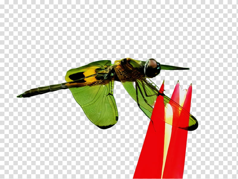 insect eumenidae pest yellow wasp, Watercolor, Paint, Wet Ink, Membranewinged Insect, Dragonflies And Damseflies, Fly transparent background PNG clipart