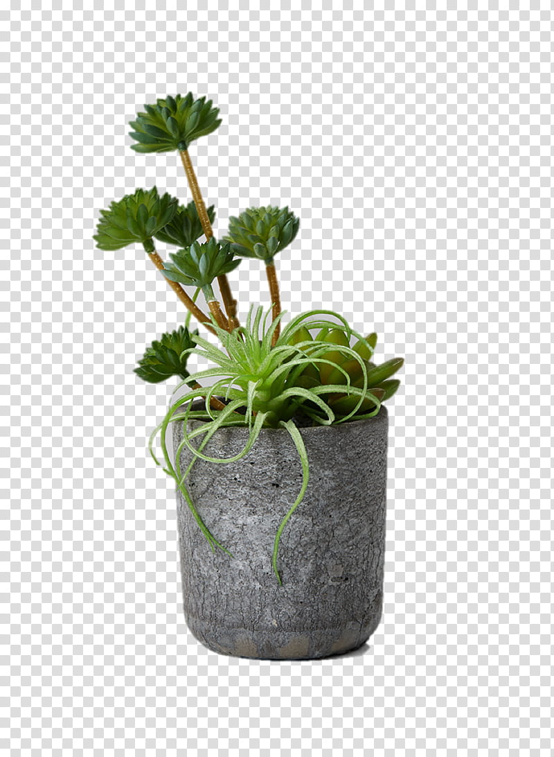 Green Grass, Succulent Plant, Flowerpot, Plants, Houseplant, Garden, Elho Pots, Desk transparent background PNG clipart
