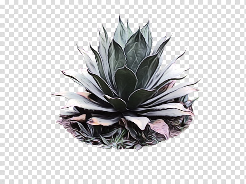 Cactus, Agave Tequilana, Century Plant, Agave Angustifolia, Plants, Succulent Plant, Mezcal, Agave Palmeri transparent background PNG clipart