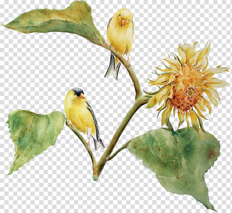 Watercolor Flower, Finches, Beak, Plants, Yellow, Atlantic Canary, Watercolor Paint, Bird transparent background PNG clipart