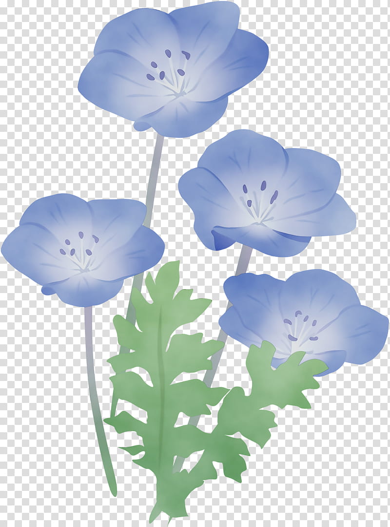 flower petal plant baby blue eyes wildflower, Watercolor, Paint, Wet Ink, Anemone, Morning Glory transparent background PNG clipart