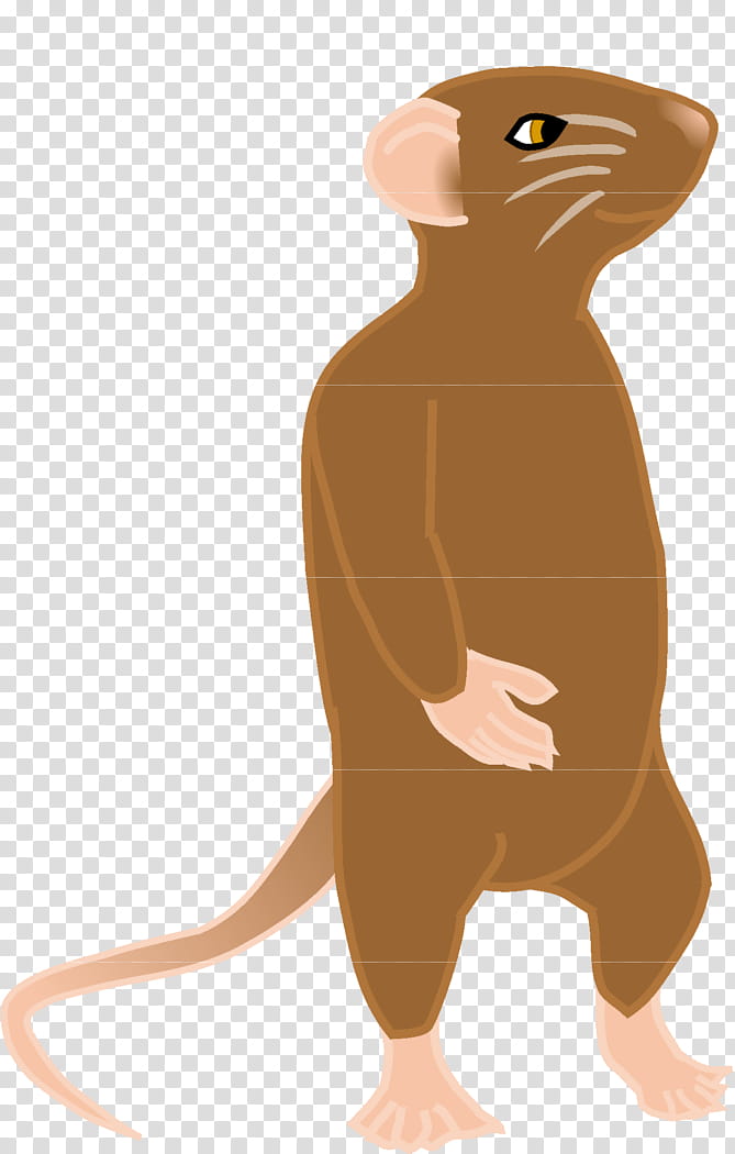 Beaver, Whiskers, Computer Mouse, Snout, Rat, Muroidea, Muridae, Tail transparent background PNG clipart