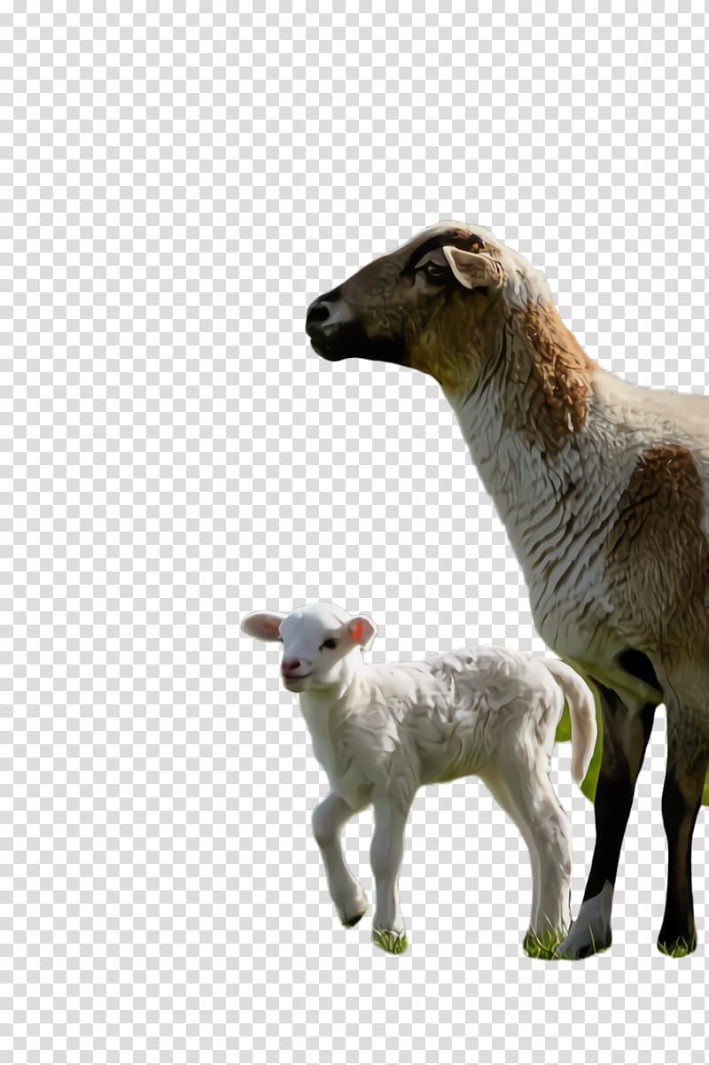 Eid Al Adha Adha, Sheep, Lamb, Dhu AlHijjah, Eid Ul Adha, Goat, Llama, Vertebrate transparent background PNG clipart