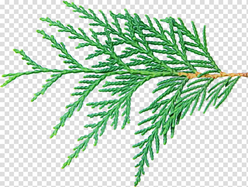 Black And White Flower, Spruce, Plant Stem, Twig, Larch, Leaf, Fern, Cupressaceae transparent background PNG clipart