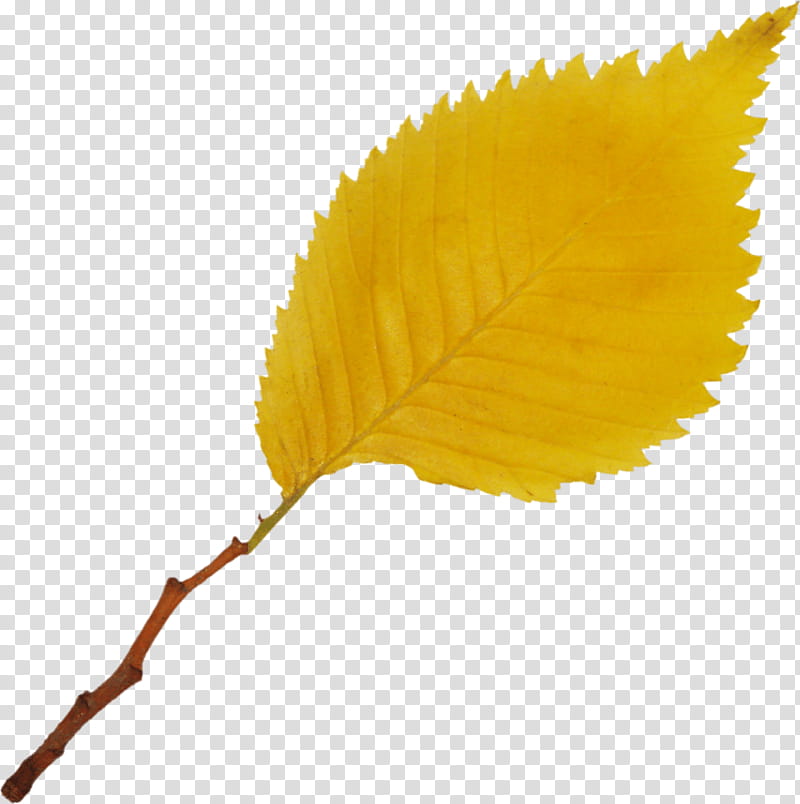 Leaf Drawing, Yellow, Cartoon, Animation, Color, 1000000 transparent background PNG clipart
