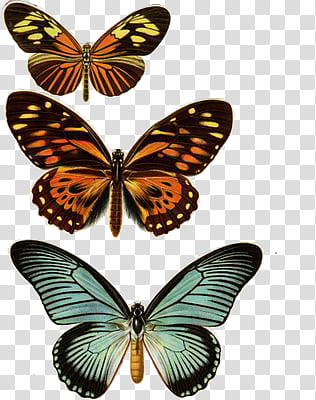 VINTAGE, three assorted-color butterflies transparent background PNG clipart
