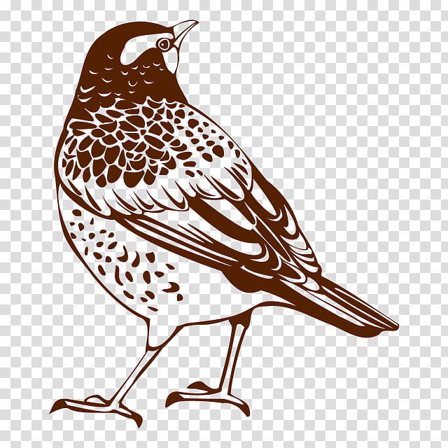 Hornbill Bird, Bald Eagle, Thrush, European Robin, Sparrow, Tshirt, American Robin, Common Blackbird transparent background PNG clipart