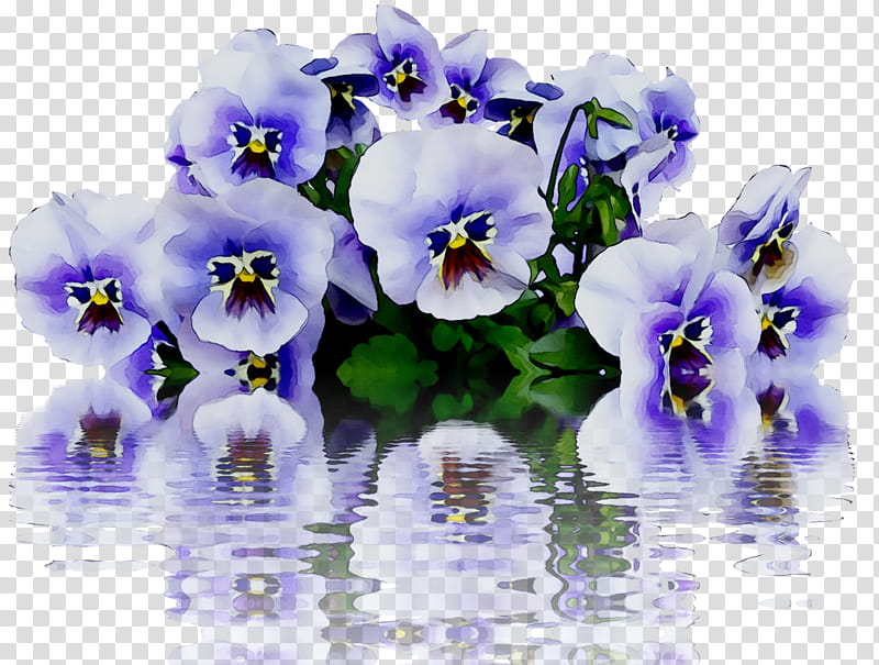 Blue Flower, Pansy, Violet, Viola Mandshurica, California Golden Violet, Flower Garden, Blossom, Wild Pansy transparent background PNG clipart