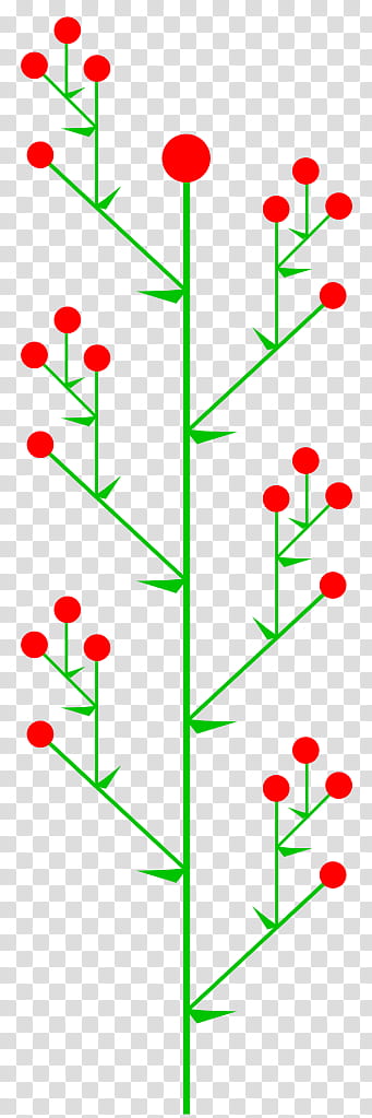 Tree Line, Inflorescence, Thyrse, Leaf, Umbel, Panicle, Raceme, Plant Stem transparent background PNG clipart