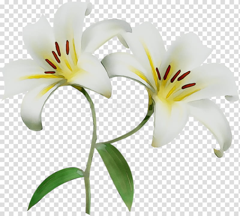 Flowers, Cut Flowers, Plant Stem, Plants, Lily M, Petal, Yellow, Daylily transparent background PNG clipart