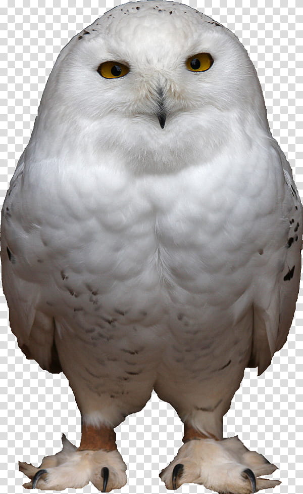 Drake, Owl, Bird, Snowy Owl, Barn Owl, Little Owl, Bird Of Prey, Burrowing Owl transparent background PNG clipart