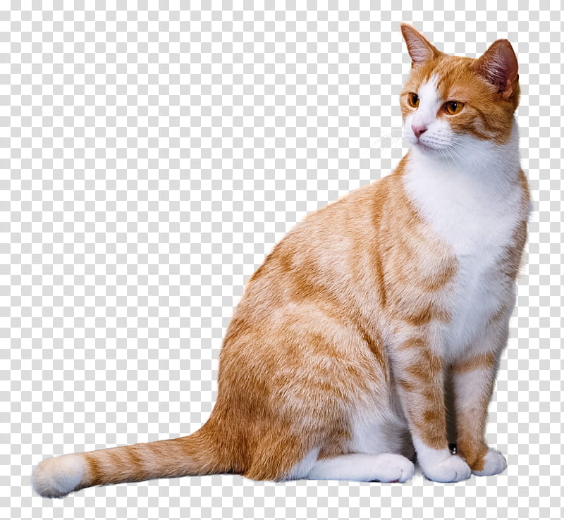 Domestic cat on a background, orange tabby cat transparent background PNG clipart