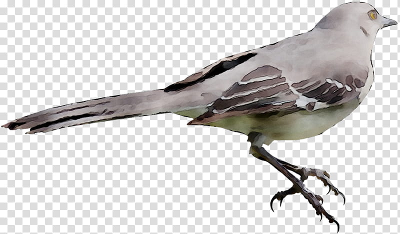 Mockingbird, House Sparrow, Finches, American Sparrows, Pigeons And Doves, Wing, Beak, Dove transparent background PNG clipart