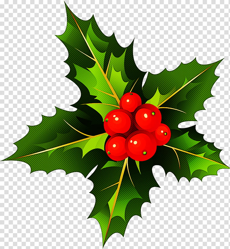 Holly, Plant, Leaf, Flower, Chinese Hawthorn, Berry, American Holly, Fruit transparent background PNG clipart