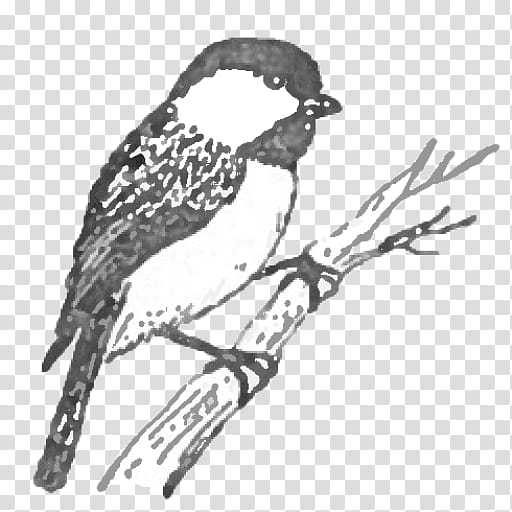 Cartoon Bird, Drawing, M02csf, Finches, Beak, Fauna, Falcon, Feather transparent background PNG clipart