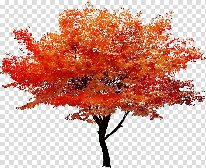 Fall Tree, Watercolor, Paint, Wet Ink, Autumn, Maple, Branch, Leaf transparent background PNG clipart
