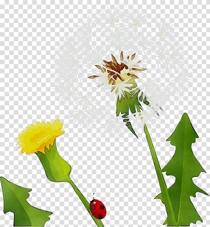 Drawing Of Family, Dandelion Coffee, Watercolor Painting, Common Dandelion, Silhouette, Flower, Plant, Daisy Family transparent background PNG clipart