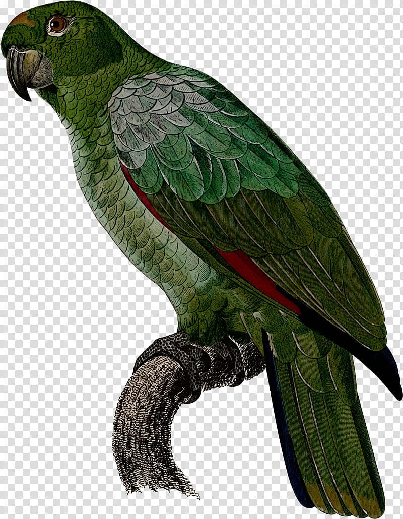 Lovebird, Parrot, Parakeet, Beak, Lorikeet, Budgie, Perico, Falconiformes transparent background PNG clipart