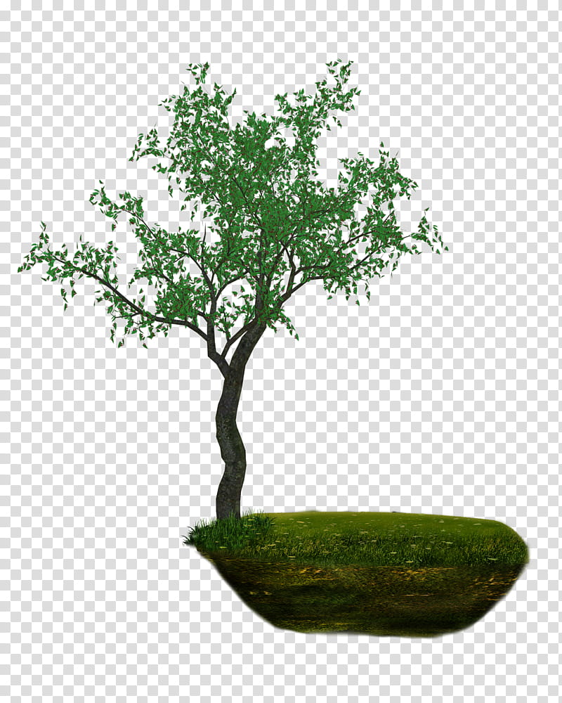 LAND, green tree transparent background PNG clipart