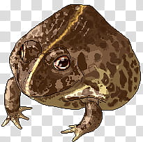 Froggy blink test animation Commission pt.  transparent background PNG clipart